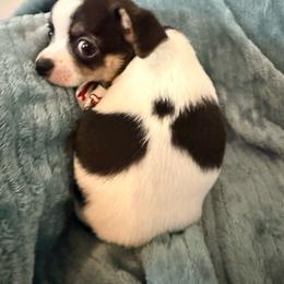 Cole AKC - Black and tan male Chihuahua puppy in Seneca, Missouri from Stephanie’s Puppy Colony