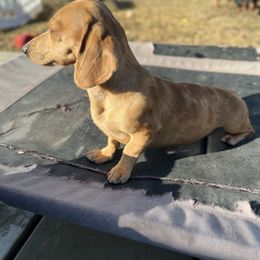 Waffles - Dachshund