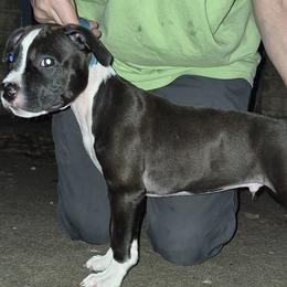 American Staffordshire Terrier Puppies from Shaner's Amstaffs