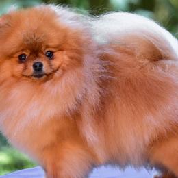 Pomeranians and Shiba Inu from Bright Ray