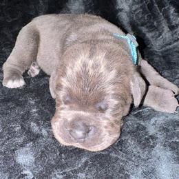 Lily - Gray and fawn female Cane Corso puppy in Pollock Pines, California from Capitol City Cane Corso