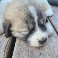 Anatolian Pyrenees and Goldendoodle Puppies from Up Shinn Creek
