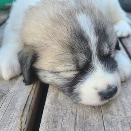 Anatolian Pyrenees and Goldendoodle Puppies from Up Shinn Creek