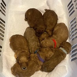 Poodle Puppies from Capital City Puppies