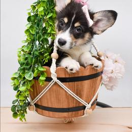 Luna - Black and tan female Pembroke Welsh Corgi puppy in San Antonio, Texas from Moxxi's Legacy Corgis