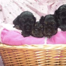 Cocker Spaniel Puppies from Lehi Cockers