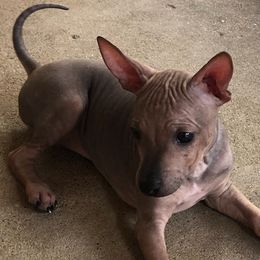American Hairless Terriers from Matthews Ranch