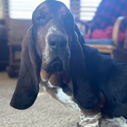 Basset Hounds and Golden Retrievers from Storm Chasers Retrievers