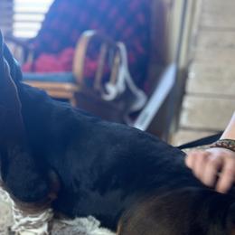 Basset Hounds and Golden Retrievers from Storm Chasers Retrievers