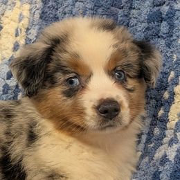 Abigail - Blue merle female Miniature American Shepherd puppy in Plant City, Florida from Osborne & Stormborn FL Kennels