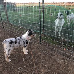 Aussiedoodle and Australian Shepherd Puppies from Double M Aussies