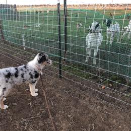 Aussiedoodle and Australian Shepherd Puppies from Double M Aussies
