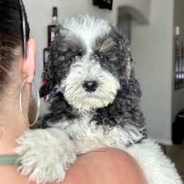 Peter White Collar Male - Black and white male Bernedoodle puppy in Peoria, Arizona from Wroth's Pawsibilities