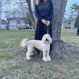 Blossom - Bernedoodle