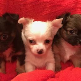 Chihuahuas, Cockapoos, Cocker Spaniels, Poodles, Yorkipoos, and Yorkshire Terriers from Baker Kennels