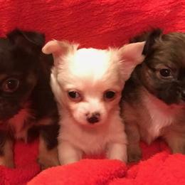 Chihuahuas, Cockapoos, Cocker Spaniels, Poodles, Yorkipoos, and Yorkshire Terriers from Baker Kennels