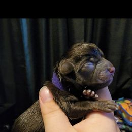 Chihuahua Puppies from King's Country Style Kennels