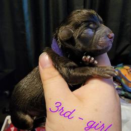 Chihuahua Puppies from King's Country Style Kennels