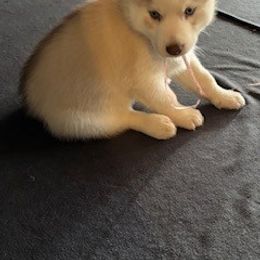 Boy 4 - Tan collar - Sable and white male Siberian Husky puppy in Independence, Wisconsin from Hito's Huskies