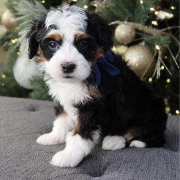 Woody - Tri-color male Bernedoodle puppy in Murray, Utah from Sun Valley Doodles