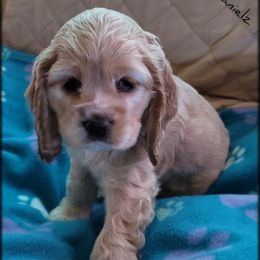 Cocker Spaniel Puppies from -PrincetonzSpanielz-