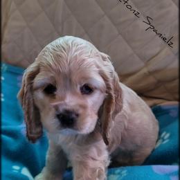 Cocker Spaniel Puppies from -PrincetonzSpanielz-