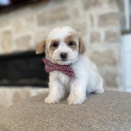 Bernedoodle, Cavapoo, Havanese, and Havapoo Puppies from Lady Paws Puppies - Cassie