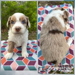 Girl 1 - Brown merle female Aussiedoodle puppy in Hillsboro, Illinois from Perfect Paws Puppies