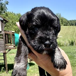 Pearl Girl - Black and silver female Miniature Schnauzer puppy in Floyd, Virginia from Little River Puppies