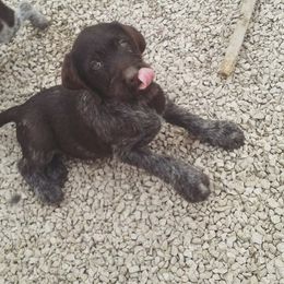 German Wirehaired Pointer Puppies from Ca’ Rigada Deutsch Drahthaar