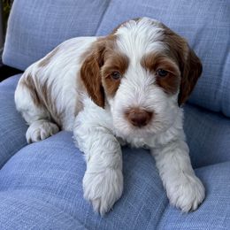Boy 1 - Caramel male Australian Labradoodle puppy in Roseville, California from Darby Park Doodles