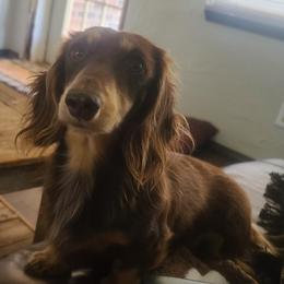 Dutton - Dachshund