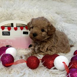 Cavapoo, Goldendoodle, and Labradoodle Puppies from Curls and Camo Pups