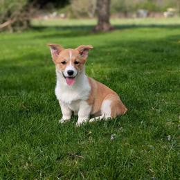 Tonks - Red female Pembroke Welsh Corgi puppy in Mount Vernon, Ohio from Rose Water Corgis in Ohio