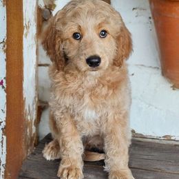 Edom - Goldendoodle puppy in Glenford, Ohio from Mi-De Doodles