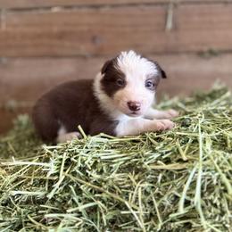 Male 6 - Red male Border Collie puppy in Oxford, Florida from RSR Border Collies