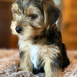 Yorkshire Terriers from Harmony Yorkies