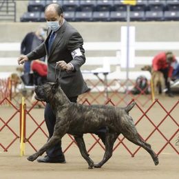 Cane Corso All Grown Up from Defelice Cane Corso