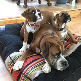 Boxer Puppies from Chippewa Valley Boxers
