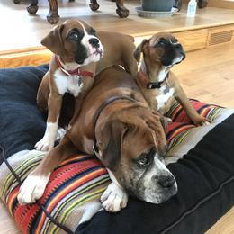 Boxer Puppies from Chippewa Valley Boxers