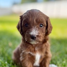 Cavapoo puppies from Taylor Sweeten