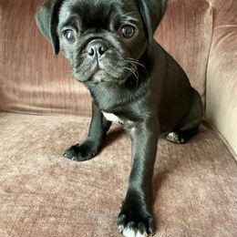 Pug Puppies from Galaxy Pugs of Georgia