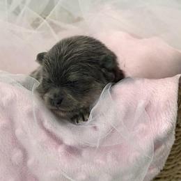 Sabrina - Blue and tan female Pomeranian puppy in Lyons, Georgia from Its a Poms Life Kennel