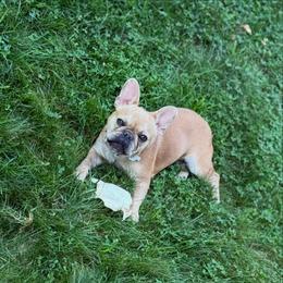 French Bulldog Puppies from Kismet French Bulldogs