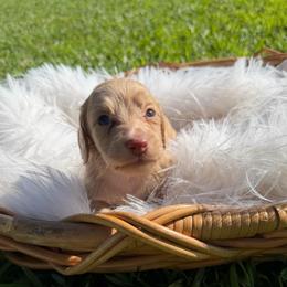 Willow - Cream female Dachshund puppy in New Albany, Mississippi from Double A. Doxies