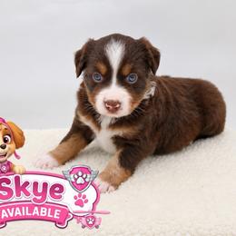 Skye - Red tri female Miniature Australian Shepherd puppy in Apache Junction, Arizona from Circle T Mini Aussies