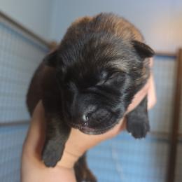 Grey - Sable male German Shepherd puppy in Nekoosa, Wisconsin from Waldrand Kennel LLC