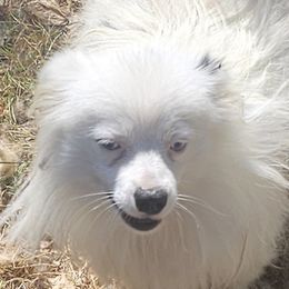 Phantom - Pomeranian