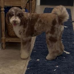 Bernedoodle and Goldendoodle Puppies from Harper’s Heartbeats