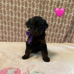 Purple Collar - Phantom female Poodle puppy in Columbiaville, Michigan from LAE Poodles